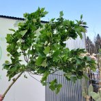 Platan javorolistý (Platanus x acerifolia)  ´ALPHEN ´S GLOBE´- výška 300-320 cm, obvod kmeňa 6/8 cm kont. C30L